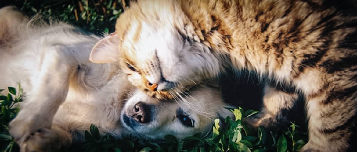 cat_dog