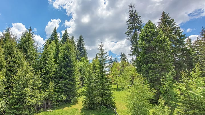 forest vila zivkovic